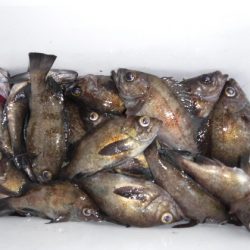 遊漁船 幸友丸 釣果