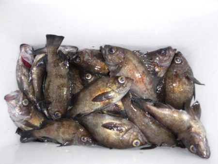 遊漁船 幸友丸 釣果