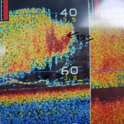 遊漁船 ニライカナイ 釣果