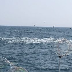 へいみつ丸 釣果