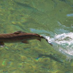 小菅トラウトガーデン 釣果