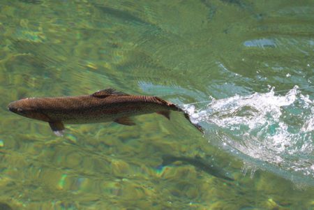 小菅トラウトガーデン 釣果