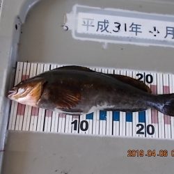 姫路市立遊魚センター 釣果