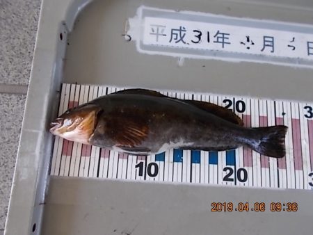 姫路市立遊魚センター 釣果