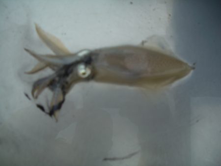 オリジナルメーカー海づり公園(市原市海づり施設) 釣果