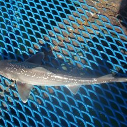 オリジナルメーカー海づり公園(市原市海づり施設) 釣果