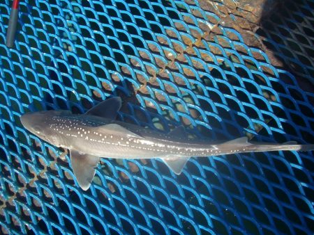 オリジナルメーカー海づり公園(市原市海づり施設) 釣果
