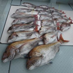 遊漁船 幸友丸 釣果