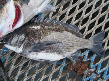 オリジナルメーカー海づり公園(市原市海づり施設) 釣果