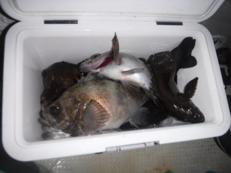 遊漁船 幸友丸 釣果