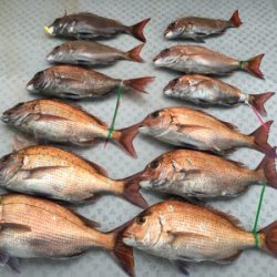ミタチ丸 釣果