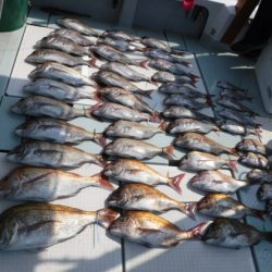 遊漁船 幸友丸 釣果