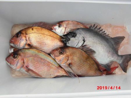 大進丸（新潟） 釣果