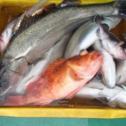 第二むつ漁丸 釣果