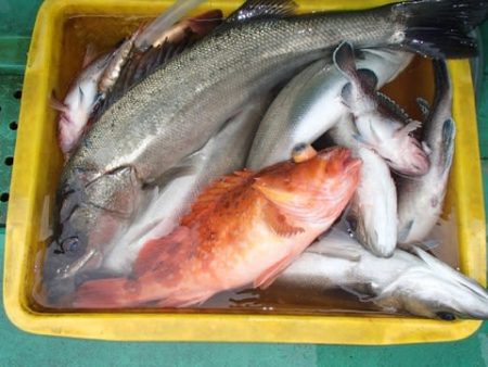 第二むつ漁丸 釣果