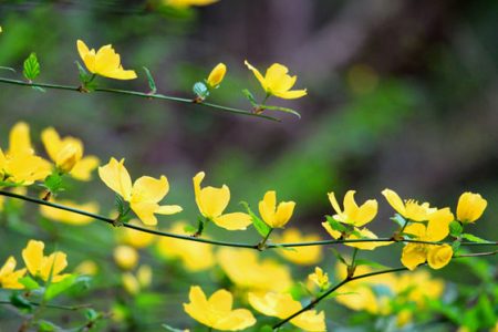 小菅トラウトガーデン 釣果