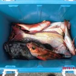 大進丸(新潟) 釣果