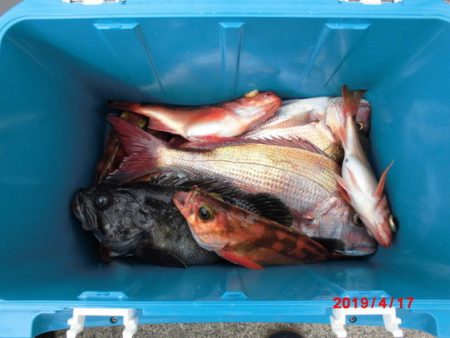 大進丸(新潟) 釣果