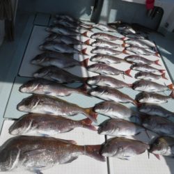 遊漁船 幸友丸 釣果