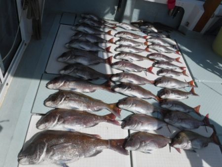 遊漁船 幸友丸 釣果