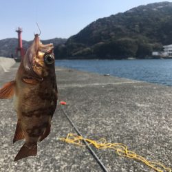 愛媛県佐田岬周辺の釣行レポート(3月末〜4月初旬)【飛利浦氏連載 vol.8】