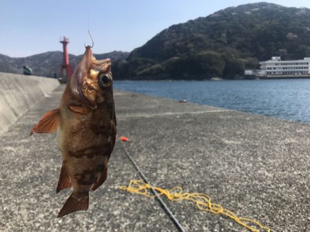 愛媛県佐田岬周辺の釣行レポート(3月末〜4月初旬)【飛利浦氏連載 vol.8】
