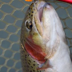 小菅トラウトガーデン 釣果