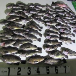 遊漁船 幸友丸 釣果