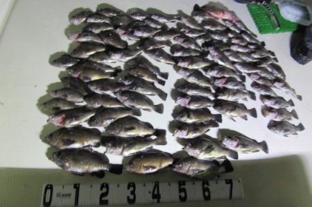 遊漁船 幸友丸 釣果