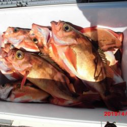 大進丸(新潟) 釣果