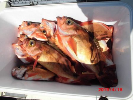 大進丸(新潟) 釣果