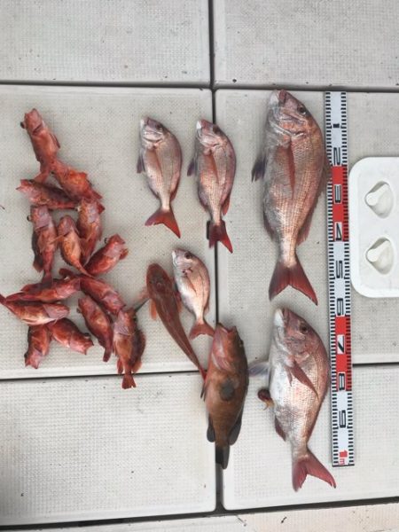 大将丸 釣果