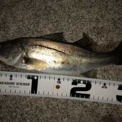 二見メバリング13