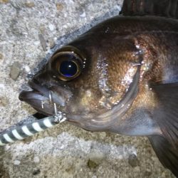 ジグパラマイクロメバリング！！