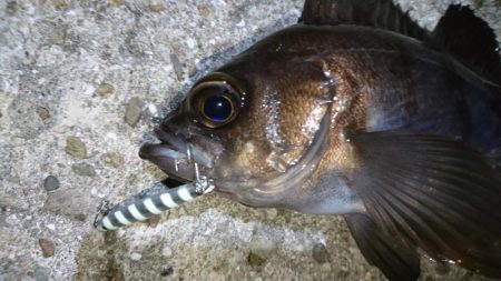 ジグパラマイクロメバリング！！