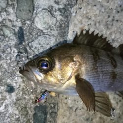 今夜は活性高め？！