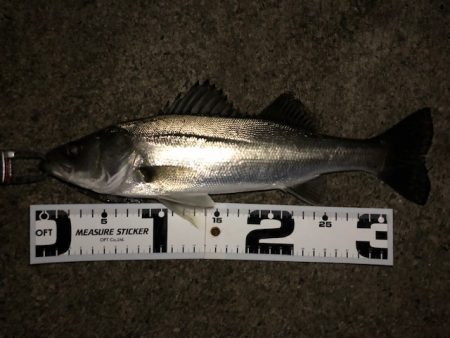 二見メバリング13