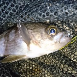 爆風！！風裏メバリング