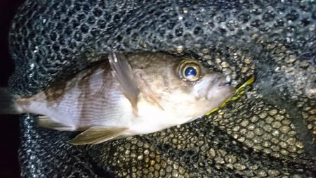 爆風！！風裏メバリング