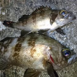 雨が降ってきたので撤退！！