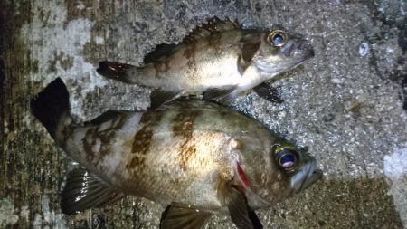 雨が降ってきたので撤退！！
