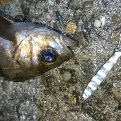 風が無くてもジグパラメバル