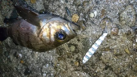 風が無くてもジグパラメバル