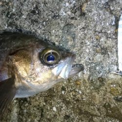 風が無くてもジグパラメバル