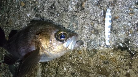 風が無くてもジグパラメバル