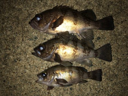 二見メバリング13