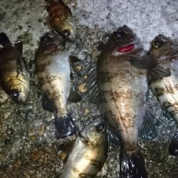 今夜は活性高め？！