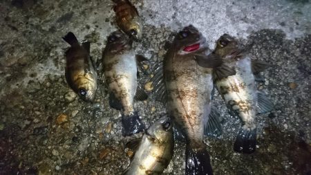 今夜は活性高め？！