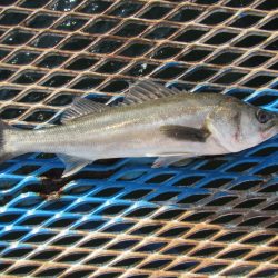 オリジナルメーカー海づり公園(市原市海づり施設) 釣果