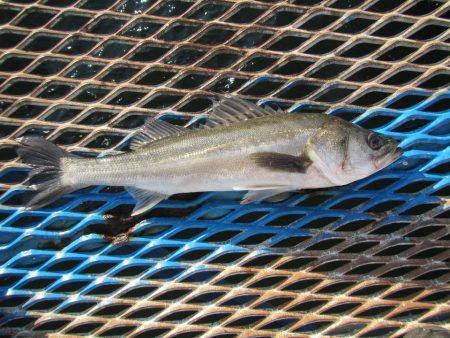 オリジナルメーカー海づり公園(市原市海づり…